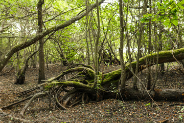 Obraz premium Lost tree
