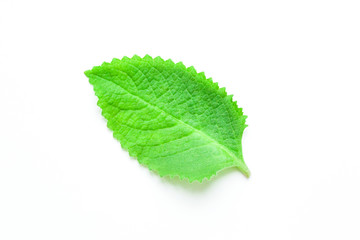 Obraz premium mint leaves on a white background