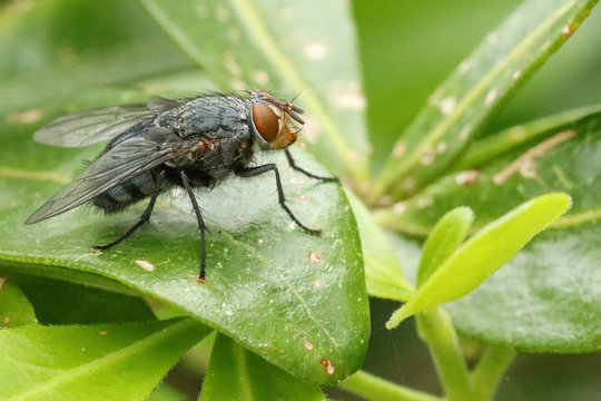 The fly