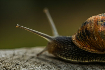 Snail walk
