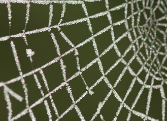 Frozen web © G. Lechevalier
