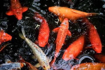koi (carp) fish in the fish pond