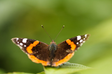 The break of the Butterfly