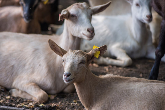 Photo of goats in farm background