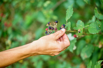Black and red wild raspberries. Black raspberries (Rubus occidentalis) ripening in forest.  concept...