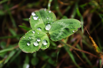 Raindrops, drops of dew on a leaf of grass, raindrops, drops of dew on a branch