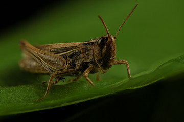 Grasshopper