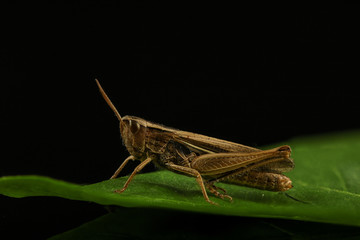 Grasshopper