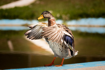 bird