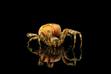 Spiderman © G. Lechevalier