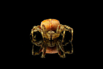 Spiderman © G. Lechevalier