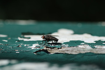 Urban fly