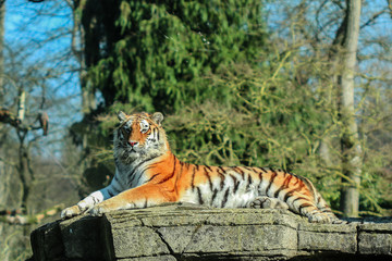 La Boubansais - Tigre