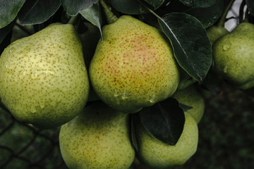 Dark background surface of green and wet pears after the rain