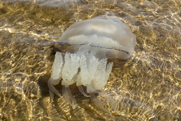 Fototapeta na wymiar Large sea jellyfish