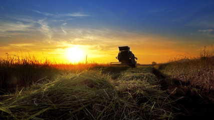 Fototapeta premium Combine harvester gathers the wheat crop at sunset