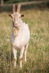 Big, white, goat male with long horns standing on the grass.