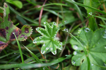Raindrops, drops of dew on a leaf of grass, raindrops, drops of dew on a branch