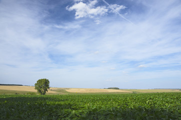 Sunny summer landscape with lonely growing poplar trees between the green soy field and golden...