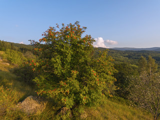 Fototapeta premium Autumn