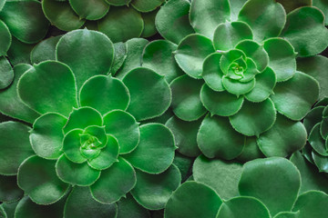Aeonium Rosettes