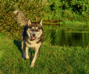 husky shakes off a drop of water by the river