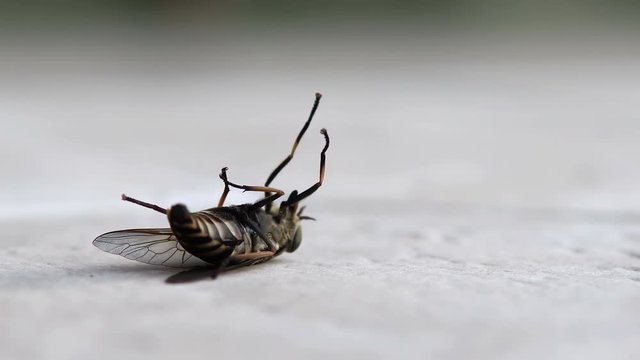 Close up of dying horse fly on floor