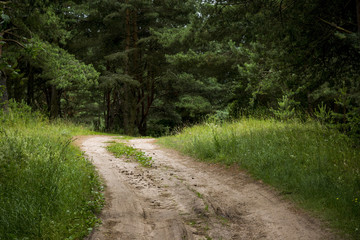 Fototapeta na wymiar sandy road in the forest