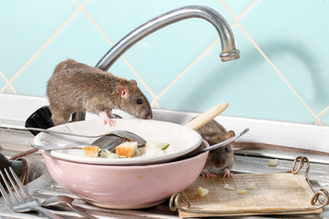 Two young rats (Rattus) near the water faucet and dishes with the leftovers of food on a plate on sink at the kitchen. Fight with rodents in the apartment. Extermination.