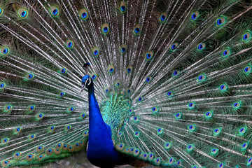 Pfau
