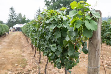 Fototapeta na wymiar Grapes growing in the vineyard.