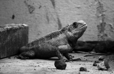 Yellow Lizard Looking on White Background