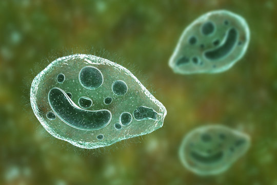 Balantidium coli protozoan