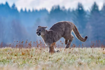Rolgordijnen Cougar (Puma concolor), ook algemeen bekend als de bergleeuw, poema, panter of catamount. is de grootste van alle grote wilde landzoogdieren op het westelijk halfrond © vaclav