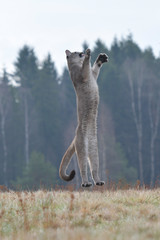 Cougar (Puma concolor), also commonly known as the mountain lion, puma, panther, or catamount. is...