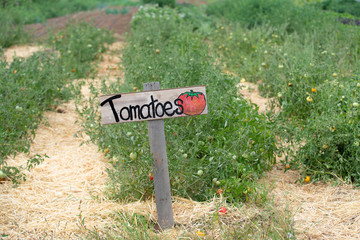Rows of tomato plants at the farm