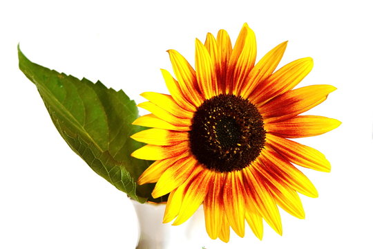Fototapeta Yellow garden decorative sunflower with big green leaf in porcelain vase on white background. Isolated. Close up