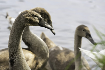 Grey Swans on a lake at Roundhay Park,Leeds,West Yorkshire,England,UK.
