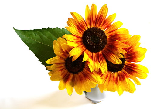 Fototapeta Yellow garden decorative sunflower with big green leaf in porcelain vase on white background. Isolated. Top view