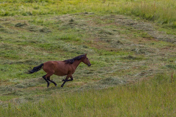 Horses run on field in summer