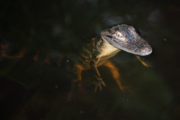 Baby Alligator