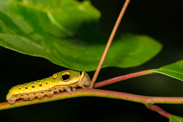Spicebush Swallowtail Caterpillar (Papilio troilus troilus)