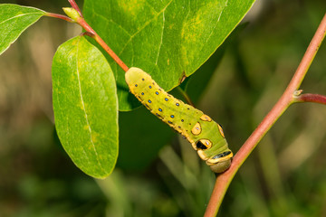 Spicebush Swallowtail Caterpillar (Papilio troilus troilus)