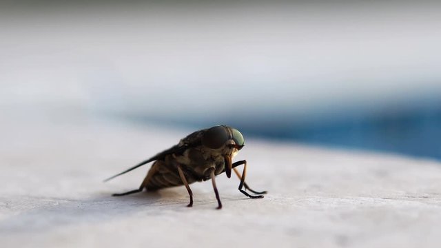 Live horsefly, macro shot