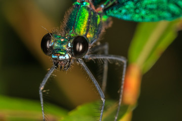 Green dragonfly closeup