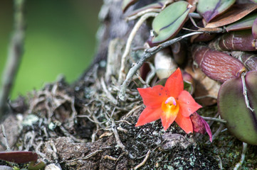 Orquídea Flores Jardim Close-up of flowers growing at garden
