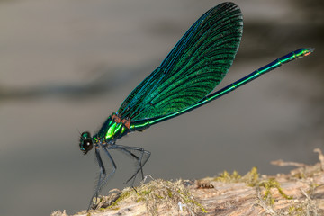 Green dragonfly on the branch