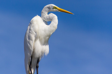 Egret, Broad Creek Marina, Hilton Head Island, South Carolina