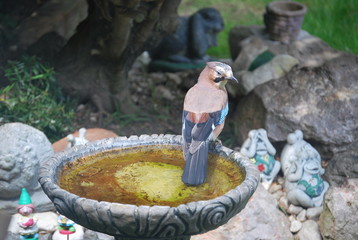 Jay Bird on Bird Bath