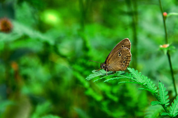 Butterfly  Woodland Brown (Lopinga achine) perched in leaves